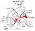 Squirrel Anatomy.jpg