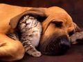 Cat and Dog - the Best Friend.jpg