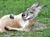 Reclining roo.jpg