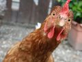 ChickenCross.jpg