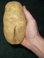 Potatoporn.jpg