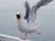 Seagullopenmouthandflying.jpg