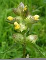 Yellow-rattle close 700.jpg