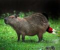 Capybarabomb.jpg