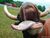 Cow 400.jpg