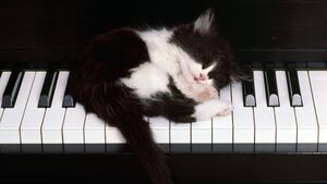 Kitten asleep on piano.jpg