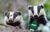 Two badgers.jpg