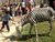 Donkey as zebra.jpg