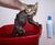 Drowing Kitten.jpg