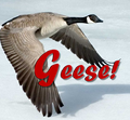 Geese!.png
