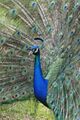 250px-Peacock front02 - melbourne zoo.jpg