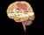 Brain.jpg
