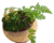 Mossy coconut 2.png