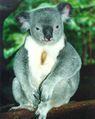 Koala021.jpg