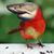 Sharkbird.jpg