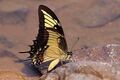 Citrus swallowtail butterfly.jpg