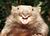 MortalWombat.jpg