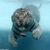 TigerDM2805 468x472.jpg