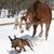 CrazyHorse.jpg