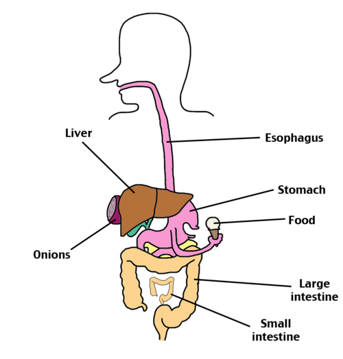 Digestive system.png