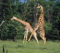 Giraffe love.jpg