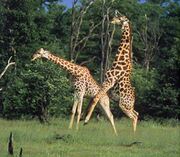 Giraffe love.jpg
