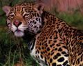 Leopardreallysleepy.jpg