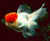 Goldfish.gif