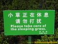 Sleeping-grass-china.jpg