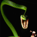 Snake VS Worm.png