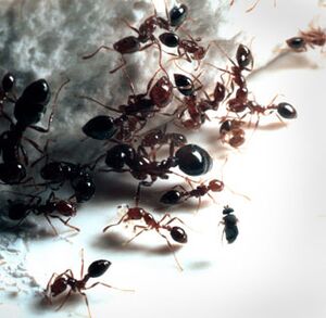 Vampire ants - Uncyclopedia, the content-free encyclopedia