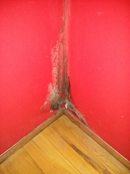 File:House mold.jpg