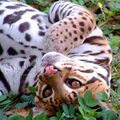 Ocelot Leopardus pardalis.jpg