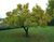 Tree1.jpg
