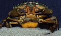 German crab.jpg