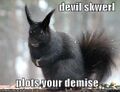 Funny-pictures-evil-black-squirrel.jpg
