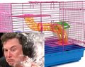 Hamster cage Elon Musk.jpg