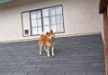Dog on roof.jpg