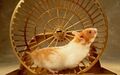 Hamster-to-generate-energy-for-mobilephone-450x281.jpg