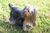 Yorkshire terrier.jpg