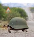 Army-turtle.jpg