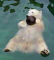 Polar Bear floating.jpg