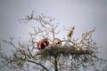 Kingfisher nest.jpg
