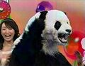 Panda suit.jpg