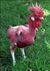 Pinkchicken.jpg