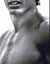Smoothchested.jpg