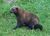 Wolverine (animal).jpg
