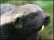 Badger2.jpg