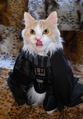 DARTH VADER CAT.png