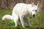DogSquattingSencha.jpeg